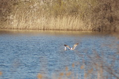 Larus fuscus barabensis