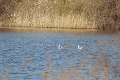 Larus fuscus barabensis