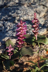 Lachenalia carnosa