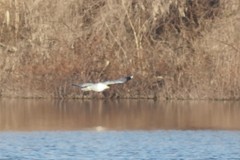Larus fuscus barabensis