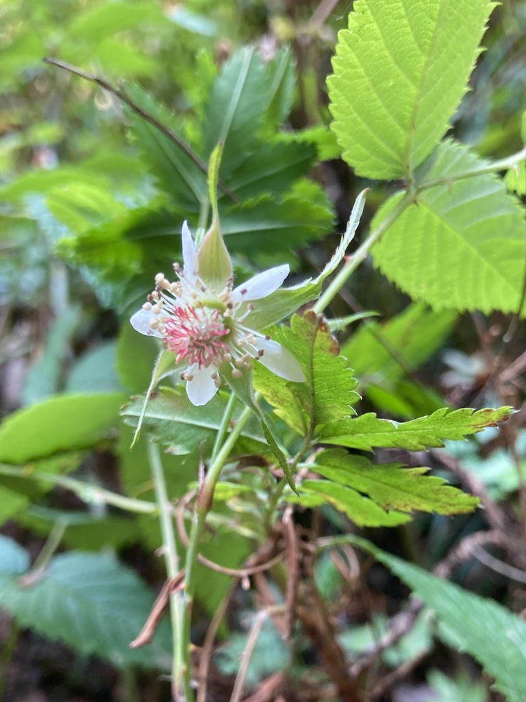 Rubus caudatisepalus