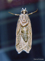 Izatha peroneanella