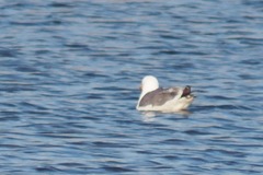 Larus fuscus barabensis