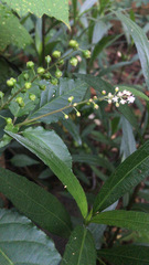 Rivina humilis