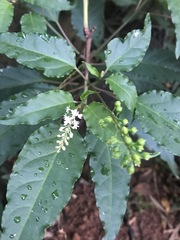 Rivina humilis