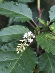 Rivina humilis