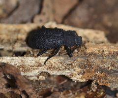 Iphthiminus opacus