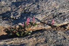 Lachenalia carnosa
