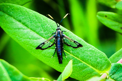 Synanthedon