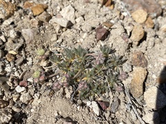 Eriogonum villiflorum