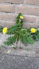 Taraxacum effusum