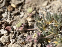 Eriogonum villiflorum