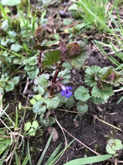 Glechoma hederacea