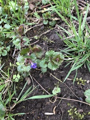 Glechoma hederacea