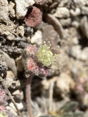 Eriogonum villiflorum