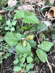 Fragaria vesca