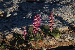 Lachenalia carnosa