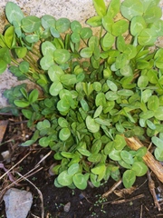 Trifolium pratense