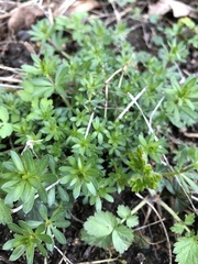 Galium mollugo