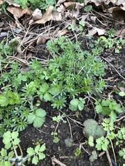 Galium mollugo