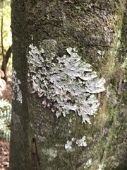 Pseudocyphellaria glabra
