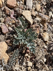 Vesper purpurascens