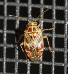 Tropidosteptes quercicola