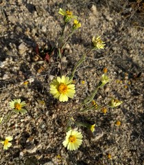 Layia glandulosa