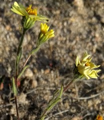 Layia glandulosa