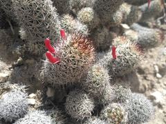 Mammillaria sphacelata