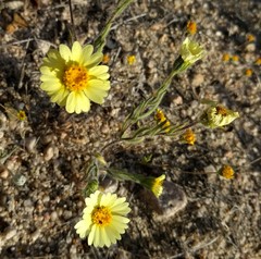 Layia glandulosa