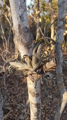 Tillandsia intermedia