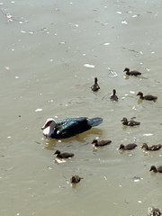 Cairina moschata domestica