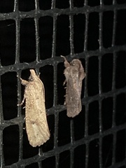 Acrolophus walsinghami