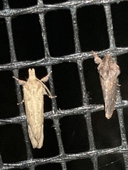Acrolophus walsinghami