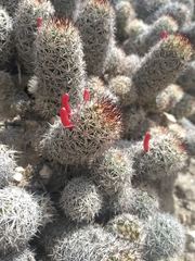 Mammillaria sphacelata
