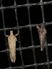 Acrolophus walsinghami