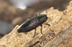 Poecilonota cyanipes