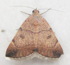 Plecopterodes moderata