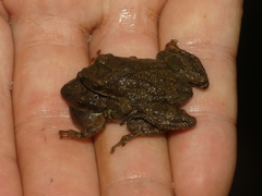 Pseudacris brachyphona