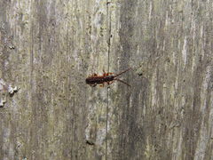 Dendrophagus crenatus