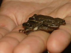 Pseudacris brachyphona