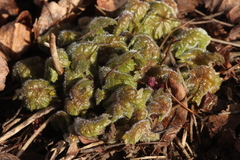 Primula matthioli sachalinensis