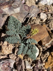 Lomatium foeniculaceum