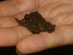Pseudacris brachyphona