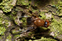 Toxonevra venusta