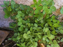 Trifolium pratense