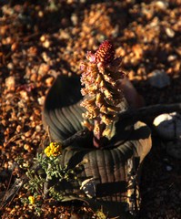 Lachenalia carnosa