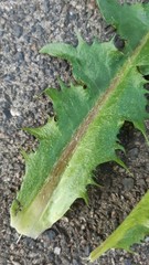 Taraxacum effusum