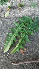 Taraxacum effusum